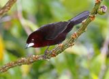 Silver-beaked-Tanager.jpg