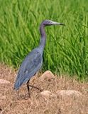 Little Blue Heron