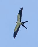 Swallow-tailed Kite