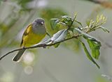 Gray-hooded Bush-Tanager