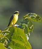 Lemon-browed Flycatcher