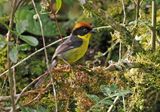 Yellow-breasted Brushfinch