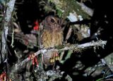 Cinnamon Screech-Owl