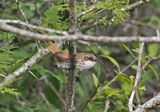 Chinchipe Spinetail