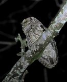 West-Peruvian Screench-Owl