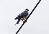 Pearl Kite