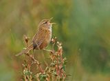 Grass Wren