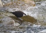 White-capped Dipper