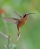 Gray-chinned Hermit