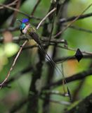Marvelous Spatuletail