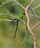Green-tailed Trainbearer