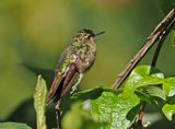 Tyrian Metaltail