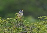 Band-tailed Sierra-Finch