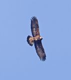 Golden Eagle