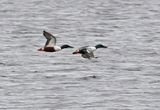 Northern Shoveler
