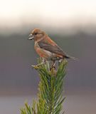 Parrot Crossbill