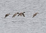 Pin-tailed Duck