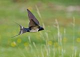 Barn Swallow