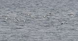 Common Tern