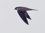 Hobby