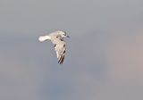 Little Gull