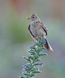Skylark