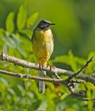 Gray Wagtail