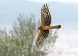 Hen Harrier