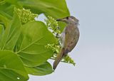 Olive Honeyeater