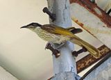 Varied Honeyeater