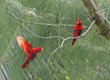 Violet-necked Lory