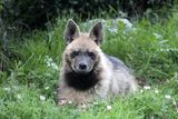 Striped Hyena (in the Jerusalem hills)