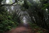 Anaga, Sendero de Los Sentidos, Tenerife