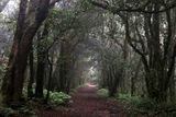 Anaga, Sendero de Los Sentidos, Tenerife