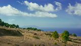 Cows at Erice