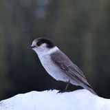 IMG_6995.jpg