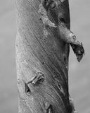 IMG_4737-8x10mono.jpg