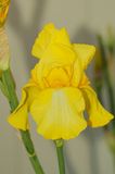 DSC08345DXO Yellow bearded Iris 3.jpg