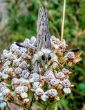 Apollovlinder - Parnassia apollo ~ Zwitserland, 08-2019