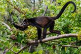 HowlerMonkey2.jpg