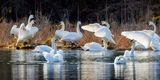 Swans011023_5.jpg
