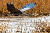 GBH013023.jpg
