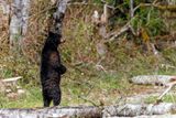 BlackBearSow042123_2.jpg