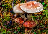 Mushrooms101623.jpg