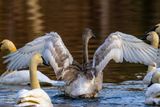 TrumpeterCygnet122623.jpg