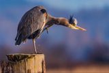 GBH112924.jpg
