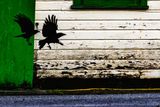 Crows112324.jpg