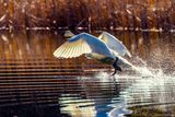 TrumpeterSwan022825_4.jpg