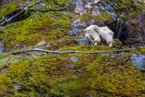 GoatNewhalem052725.jpg