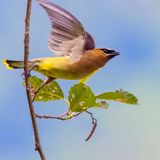 CedarWaxwing072725_3.jpg